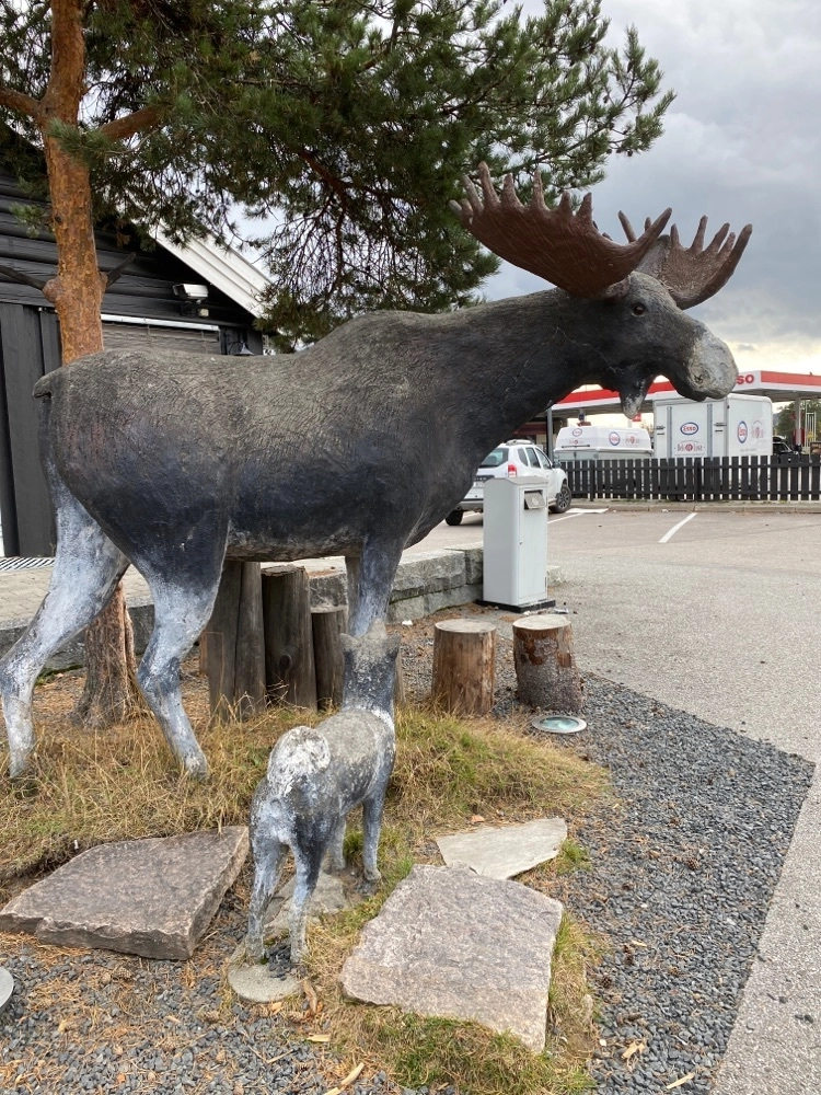A moose stands outside Elgstua in Elverum, a popular roadside stop in Norway. Geocacher Misa80 logged one of the Norwegian challenge caches here.