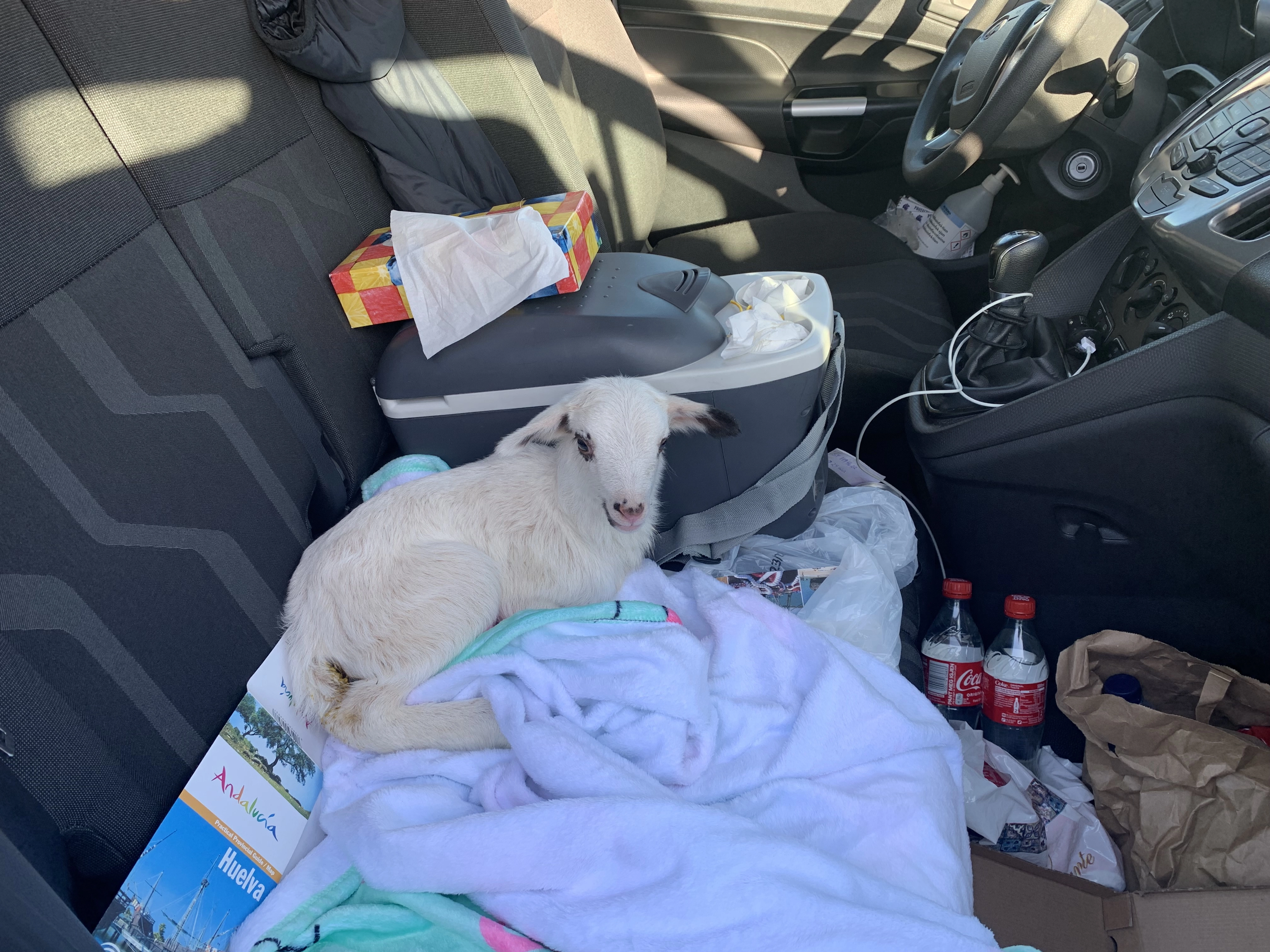 A small baby goat rests calmly in the front seat of Hege’s car, heading down from the mountain. It looks safe and content after being found alone.